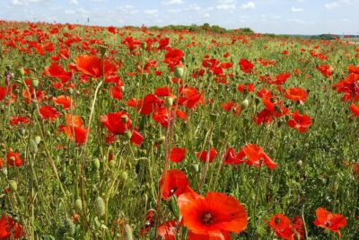 Australian Battlefields Private Tour in Flanders from Bruges - The 12-hour game plan: pickup, minivan comfort, and timing