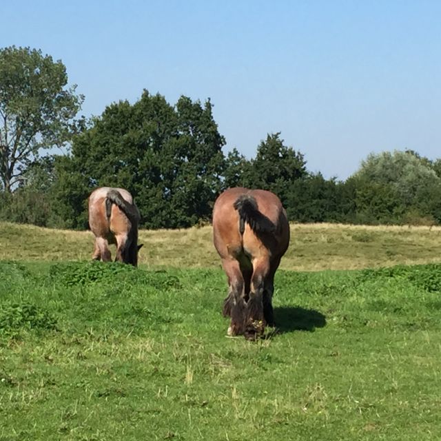 Bruges: Flatlands Guided Bike Tour - Your bike, helmet, and the “flatlands” promise