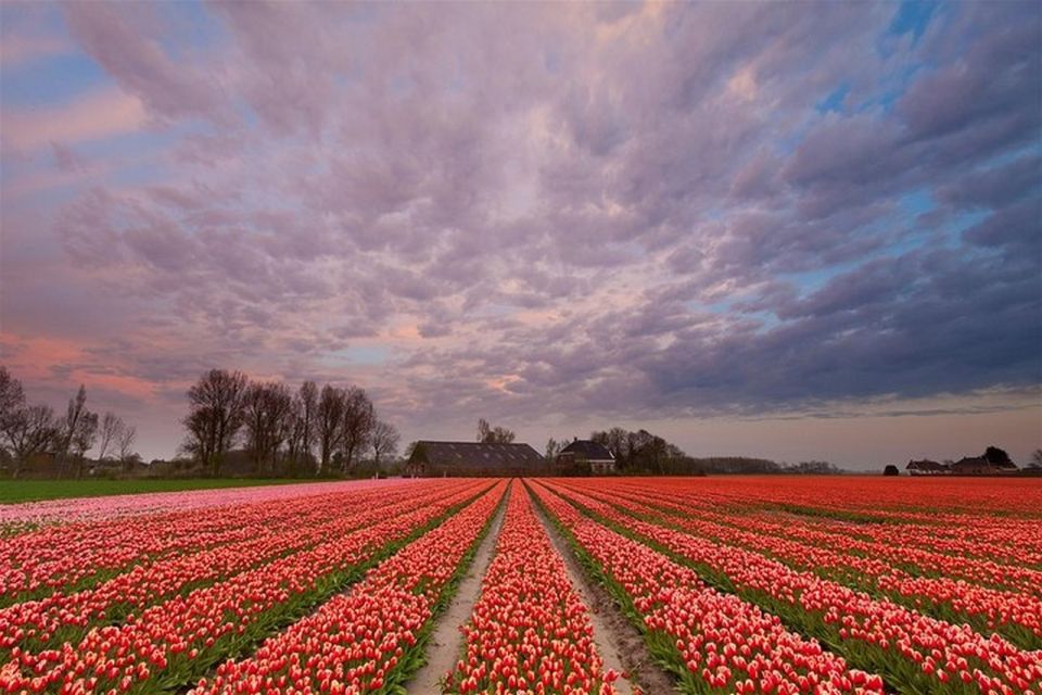 Brussels: Keukenhof, Tulips, and Delft Day Trip - Door-to-Door Comfort From Brussels