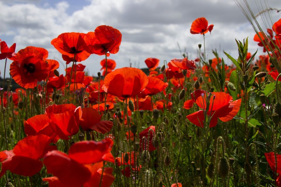 From Bruges: Flanders Fields Remembrance Full-Day Trip - Essex Farm and Dr. John McCrae: Why the Poem Still Matters