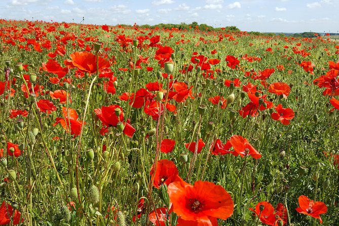 Private Vimy and Belgium Canadian Battlefield Tour from Bruges - Tyne Cot: where 12,000 burials and 35,000 names hit hard