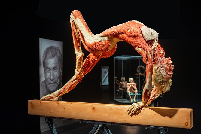 Ticket Expo Body Worlds in Bruges, Belgium - Body Worlds Vital in the Old St. John halls: what the building changes