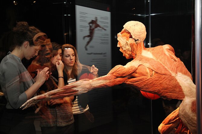 Ticket Expo Body Worlds in Bruges, Belgium - Learning media and the process behind the specimens