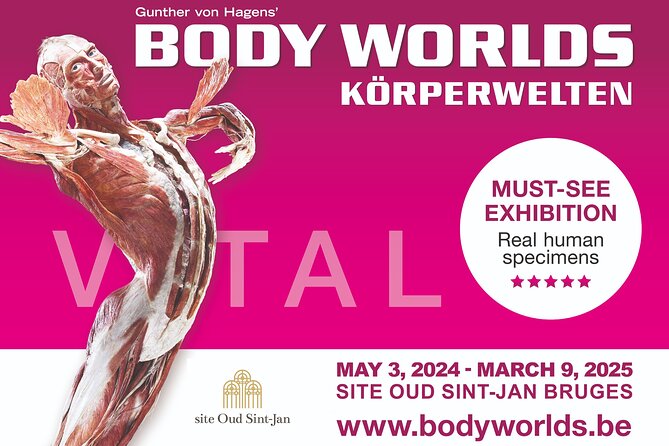 Ticket Expo Body Worlds in Bruges, Belgium - What you’ll see: plastinated bodies, organs, slices, and vessels
